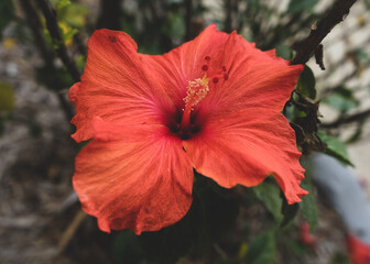 Close up photo of a red hibiscus flower