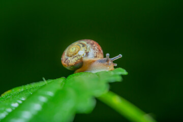 Close-up of a snail on a green leaf of a plant against a dark green background.