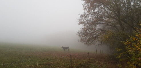 Kuh im Nebel