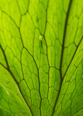 Close up of a tropical green leaf with veins