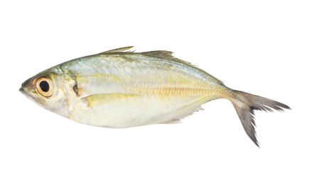 Bigeye scad fish isolated on white background, Selar crumenophthalmus