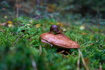 
Mushrooms in the autumn forest