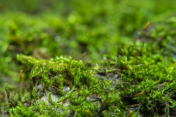 Green background with tree climacium moss in soft focus at high magnification. Highly visible sprouts of moss, sporangium and sporophyte. Beauty of nature and the environment.