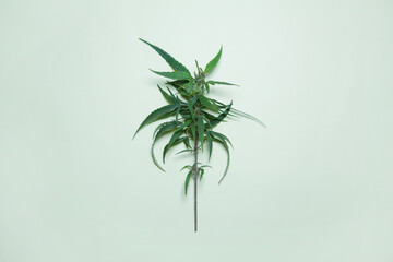 Hemp plant twig on light green background. Medical marijuana. Concept of herbal alternative medicine, cbd oil, pharmaceptical industry. Copy space