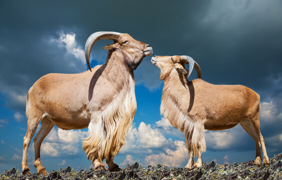 couple of barbary sheeps on rock