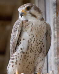 Head and body shot of a falcon.