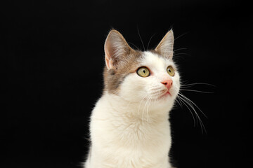Fototapeta premium Cute white gray young kitten, shorthair cat, sits on a black background. A beautiful cat with green eyes looks into the camera. Pets, purebred animals