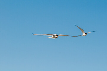 Arctic Terns (Sterna paradisaea) in Barents Sea coastal area, Russia