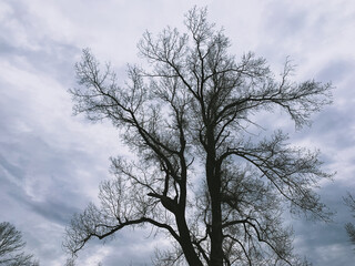 Fototapeta na wymiar Big tree with leafless branches, winter mood