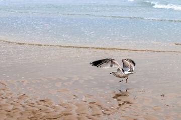 Atterrissage d'une Mouette