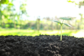 A vegetable cucumber seedling growing on soil. Sign and symbol of new life, rebirth and new beginning concept.