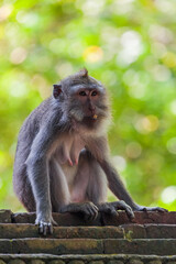Monkey in forest park in Ubud - Bali Indonesia