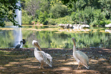 Two Pelicans on the Shore of a Pond: Sunny Spring Day