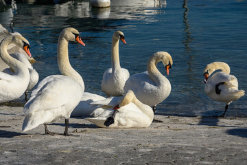 cygnes dans la rade de Genève