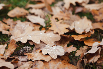 Fallen wet oak leaves on ground in forest. Autumn concept, cold weather, sad lonely time