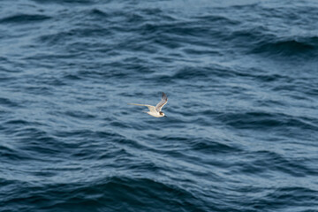 Wintering Common Tern (Sterna hirundo) in South Atlantic Ocean, Southern Ocean, Antarctica