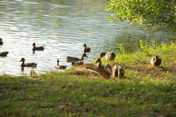 family of ducks on the lake