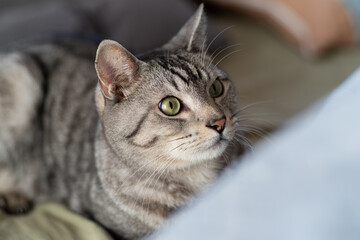 ベッドでくつろぐ猫　サバトラ猫