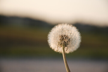 dandelion with a blurry field in the background