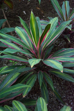 Dracena Kiwi indoor plant, family Asparagaceae, cordyline fructose species of Tropical Asia