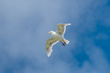 Glaucous-winged Gull (Larus glaucescens) at Chowiet Island, Semidi Islands, Alaska, USA