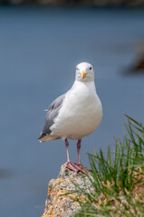 Glaucous-winged Gull (Larus glaucescens) at Chowiet Island, Semidi Islands, Alaska, USA