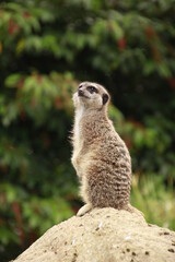 Fototapeta premium Meerkat looking for predators