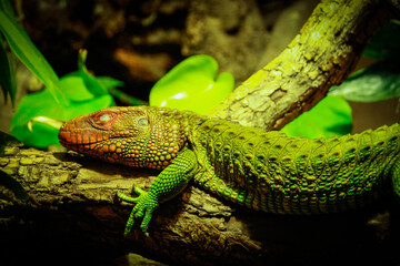 Obraz premium Lizard sitting to a tree