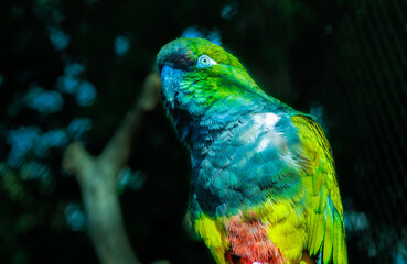 Blue and green parrot