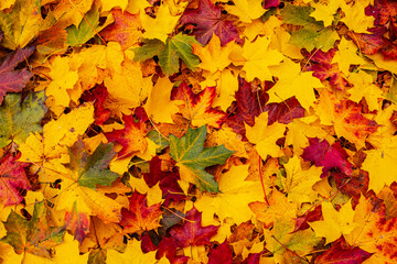 Naklejka na ściany i meble Outdoor red and orange autumn leaves background