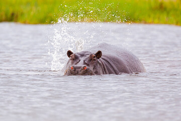 Hippopotamus (Hippopotamus amphibius) in the Khwai river in Moremi Game Reserve, Botswana