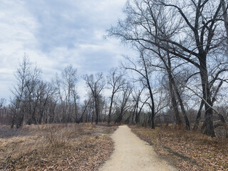 Pathway in the empty park, leafless trees, melancholic atmosphere 