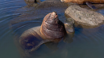 Aerial view of wild animals - Steller sea lion. Kamchatka sea lion close-up