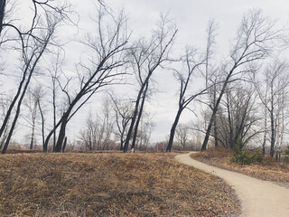 Pathway in the empty park, leafless trees, melancholic atmosphere 
