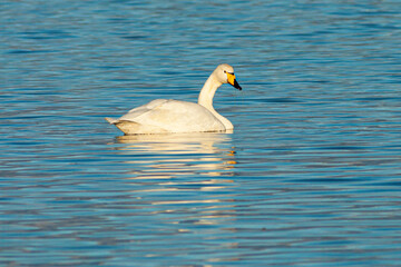 Whooper swan swimming in lake Myvatn, Iceland in warm late afternoon light