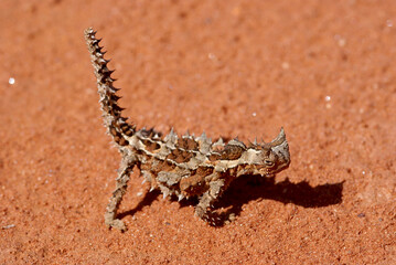 Reptile Thorny Devil, Moloch horridus, on red sand, Central Australia, lateral view