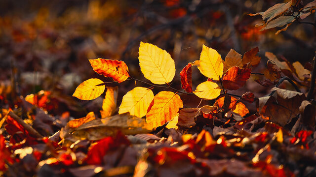 sun back lit some orange fallen leaves on a autumn forest ground