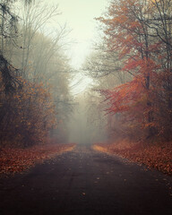 an empty street leads through a misty autumn forest