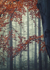 warm orange leaves covering a cold misty autumn forest