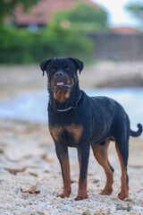 Rottweiler dog in Sri lanka