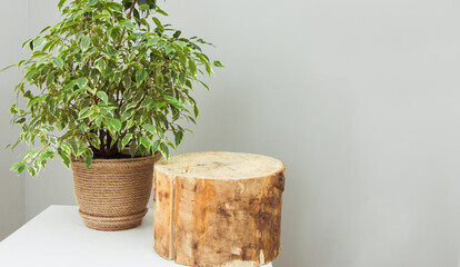Beautiful ficus in jute pots on a white table with a wooden pedestal podium