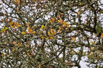 Yellow autumn leaves on bushes in a protected area in western Bohemia.