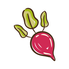 fresh beet hand draw style icon