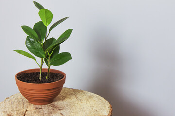Beautiful indoor ficus flower in a brown pot on a wooden podium on a gray background