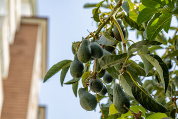 Avocado tree branch closeup with ripe fruits on a branch.