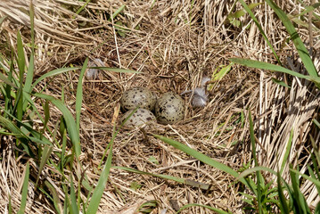 Nest of Glaucous-winged Gull (Larus glaucescens) at Chowiet Island, Semidi Islands, Alaska, USA