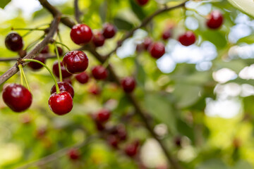 Cherry tree branch closeup with selective focus. Authentic farm series