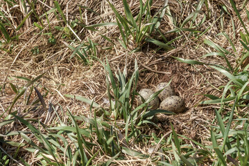 Nest of Glaucous-winged Gull (Larus glaucescens) at Chowiet Island, Semidi Islands, Alaska, USA