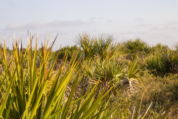 grass on the beach