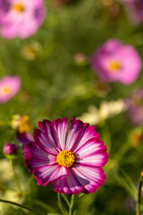 Fototapeta premium 長崎県諫早市 白木峰高原に咲くコスモス